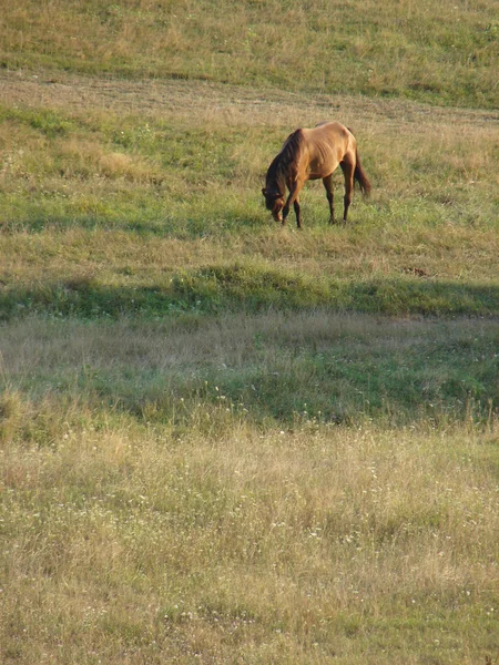 Cavallo sul campo — Foto Stock