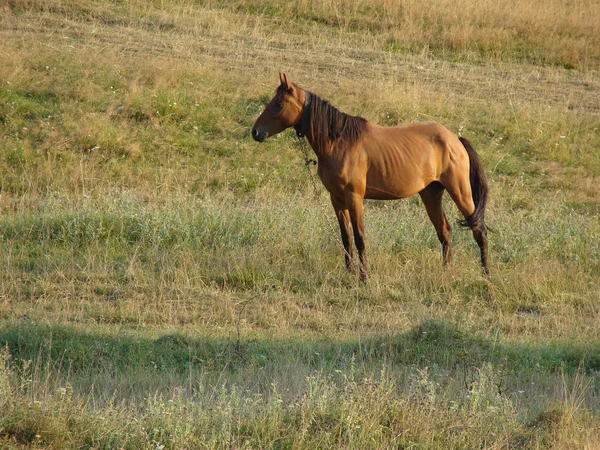 Лошадь на поле — стоковое фото