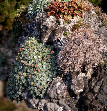 çeşitli bitki ve çiçekler ile Rock Bahçe