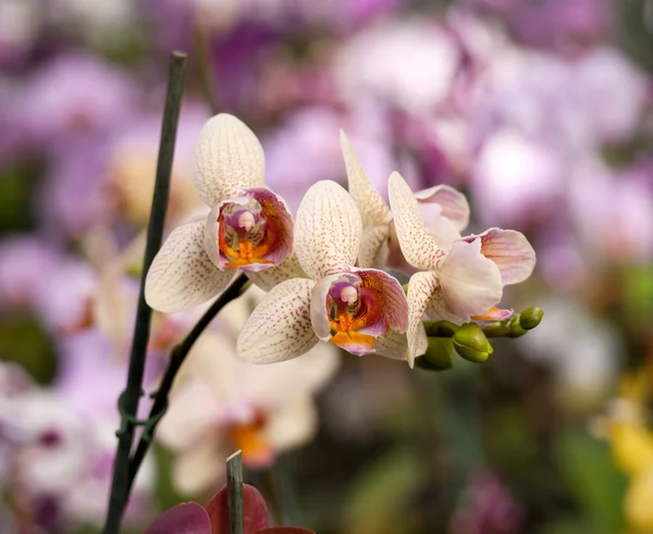 White orchid with pink spots — Stock Photo, Image