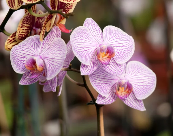 White orchid with purple veins — Stock Photo, Image