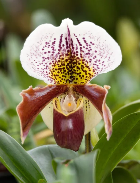 stock image Paphiopedilum