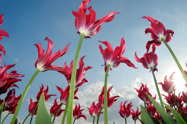 Red tulips in the windy field — Stock Photo, Image