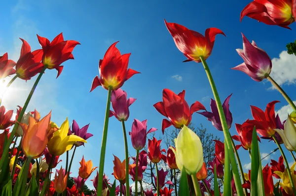 stock image Field of tulips