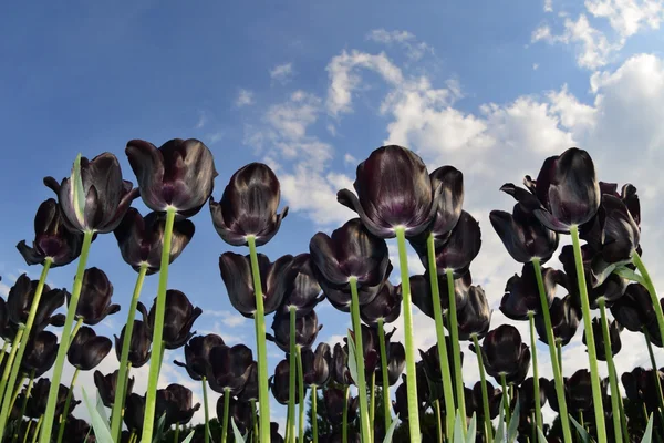 Fekete tulipán — Stock Fotó