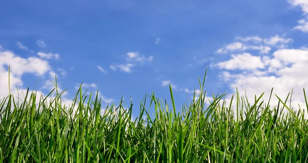 Grass against blue sky — Stock Photo, Image