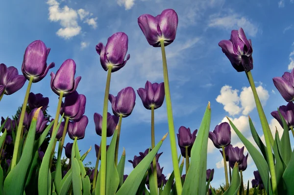 Gyönyörű lila tulipán — Stock Fotó