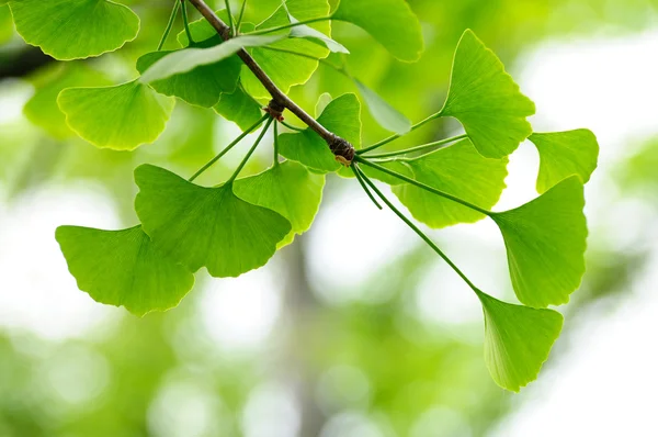 Listy stromu Ginkgo Biloba — Stock fotografie