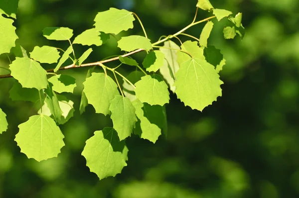 Backlit birch leaves — Stock Photo, Image