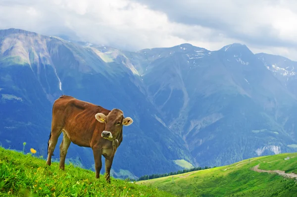 stock image Swiss cow