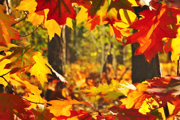 Ormanda sonbahar — Stok fotoğraf