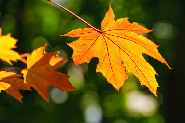 Der Herbst kommt — Stockfoto