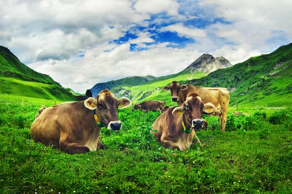 stock image Alpine cows