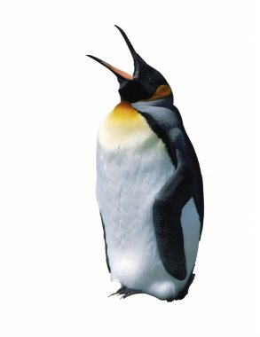 Chick emperor penguin clipart