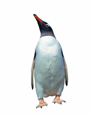 Isolated gentoo penguin with clipping path clipart