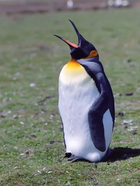 Csaj Császár pingvin — Stock Fotó