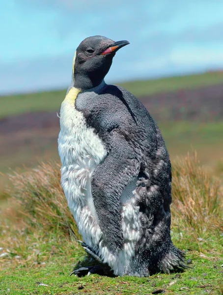 Pingvin csaj — Stock Fotó