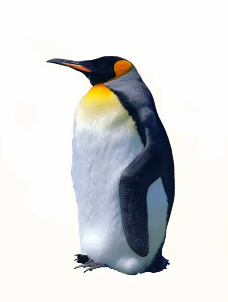 Изолированный императорский пингвин — стоковое фото