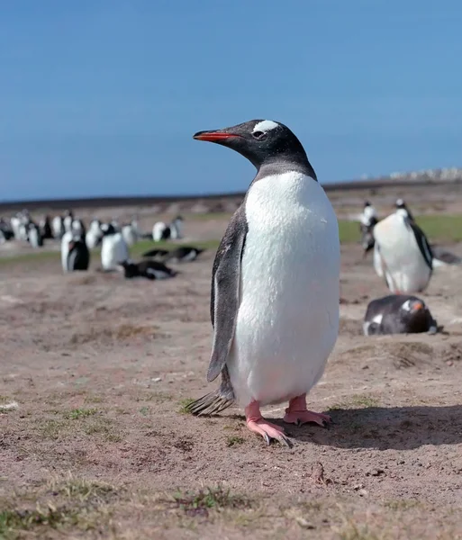 Gentoo pengueni — Stok fotoğraf