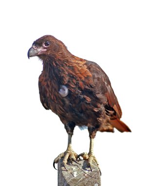 izole caracara