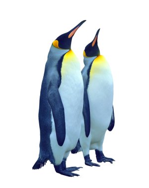 Isolated two emperor penguin with clipping path clipart