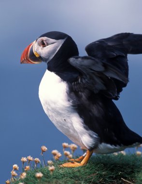 Puffin clipart