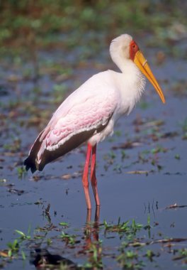 Stork in water clipart