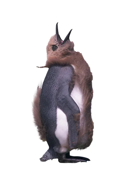 Pinguim imperador pintainho isolado — Fotografia de Stock