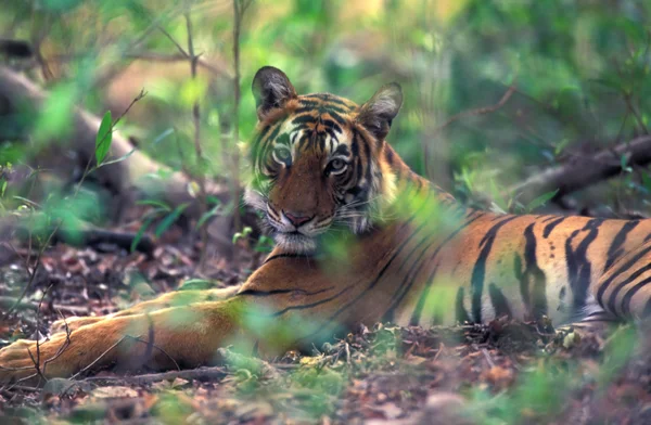 Tigre del Bengala — Foto Stock