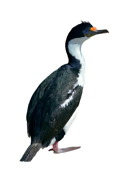 Mavi gözlü karabatak (Phalacrocorax atriceps) — Stok fotoğraf