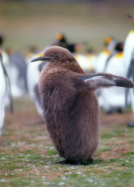 ペンギンのひよこ — ストック写真