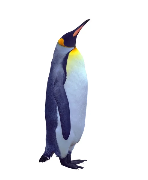 Izolované tučňák císařský nad bílá — Stock fotografie