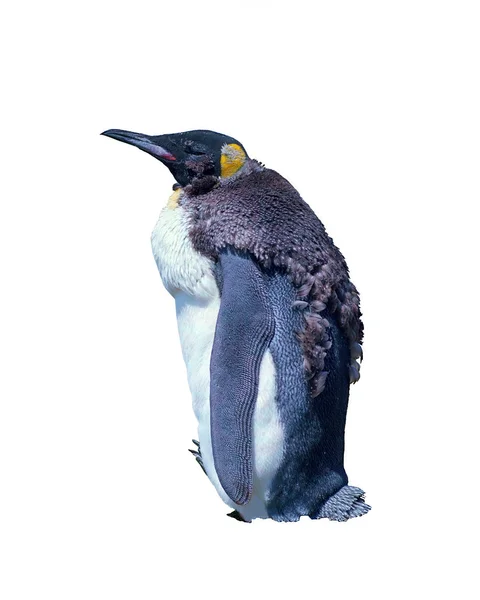 Изолированный императорский пингвин на белом — стоковое фото