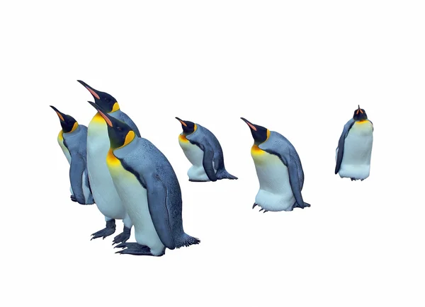 Изолированные императорские пингвины с вырезанной дорожкой — стоковое фото