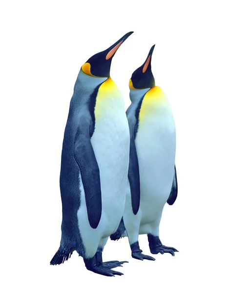 Aislado dos pingüinos emperador con camino de recorte — Foto de Stock