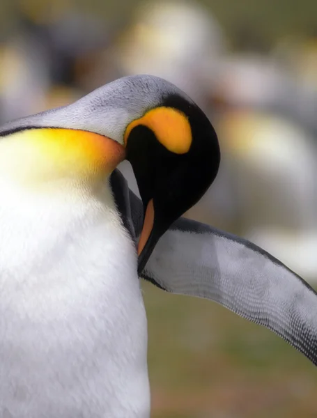 Pingouin roi — Photo