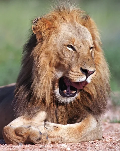 肖像画のライオン — ストック写真