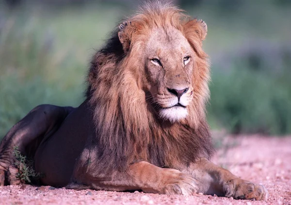 ライオンの肖像画 — ストック写真