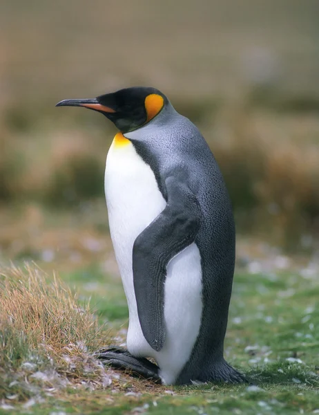 Rei Pinguim — Fotografia de Stock