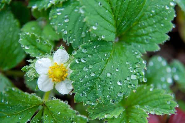 stock image Green leaf with water drops and flower