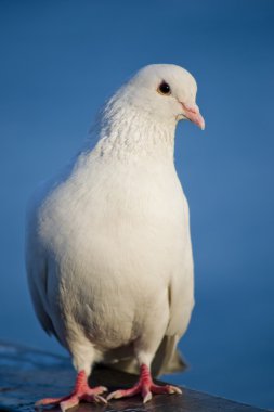 White dove clipart