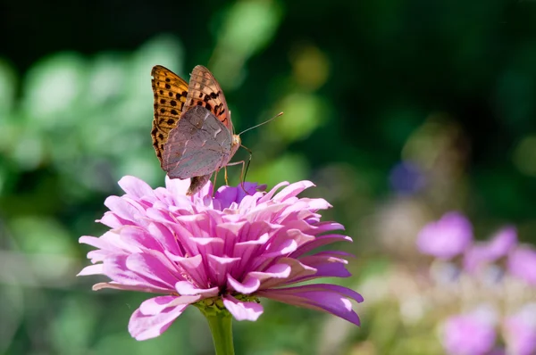 stock image Butterfly on a flower