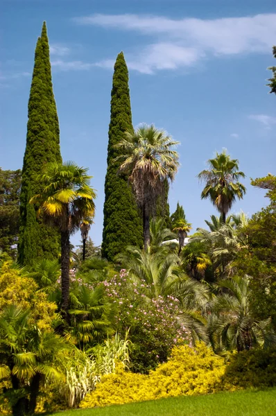 stock image Trees and lawn on a bright summer day