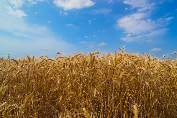 Урожай, поле пшениці . Стокова Картинка