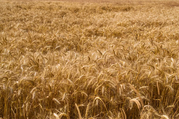 stock image Field of wheat