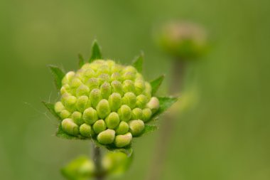 Çeviri: nazo82