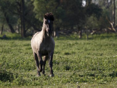 vahşi at