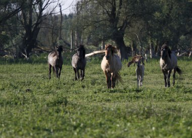 Koşan atlar