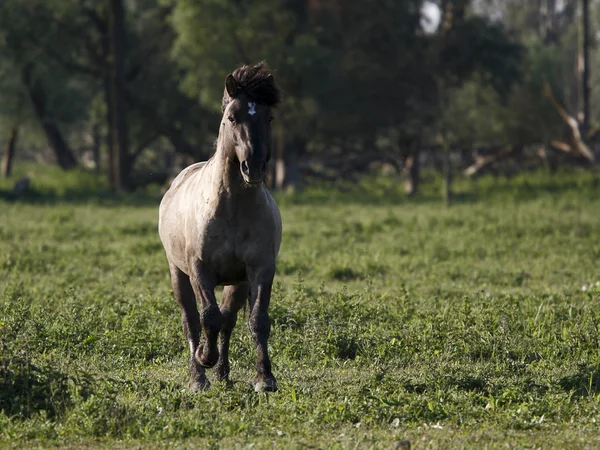 Vildhäst — Stockfoto