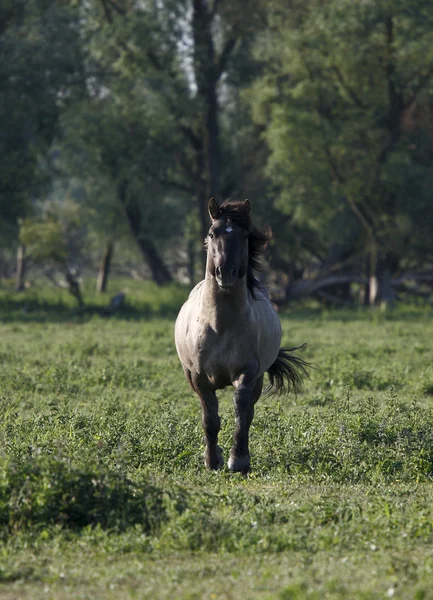 Stormningen häst — Stockfoto